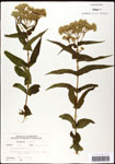 000060557-thumbnail.jpg