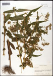 000060558-thumbnail.jpg