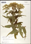 000060560-thumbnail.jpg