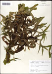 000060561-thumbnail.jpg