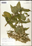 Eupatorium