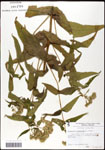000060565-thumbnail.jpg