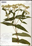 000060567-thumbnail.jpg
