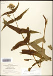 000060568-thumbnail.jpg