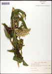 000060570-thumbnail.jpg