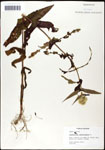 000060571-thumbnail.jpg