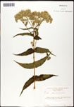 000060572-thumbnail.jpg