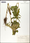 Eupatorium