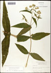 000060574-thumbnail.jpg