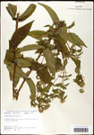 000060575-thumbnail.jpg