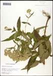 000060577-thumbnail.jpg