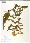 000060578-thumbnail.jpg