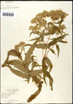 000060579-thumbnail.jpg
