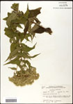 000060582-thumbnail.jpg