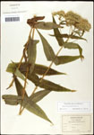 000060586-thumbnail.jpg
