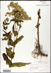 000060588-thumbnail.jpg