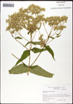 Eupatorium