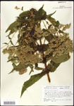 000060590-thumbnail.jpg