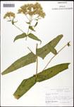000060592-thumbnail.jpg