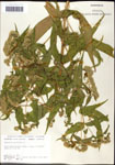 000060594-thumbnail.jpg
