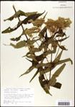 000060595-thumbnail.jpg
