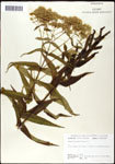000060596-thumbnail.jpg