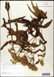 000060597-thumbnail.jpg