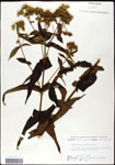 000060598-thumbnail.jpg