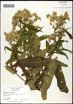 000060599-thumbnail.jpg