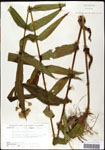 000060600-thumbnail.jpg