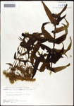 000060601-thumbnail.jpg