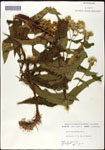 000060602-thumbnail.jpg