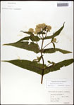 000060606-thumbnail.jpg