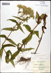 000060609-thumbnail.jpg
