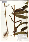 Eupatorium