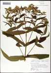 000060611-thumbnail.jpg