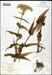 000060612-thumbnail.jpg