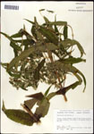 000060613-thumbnail.jpg
