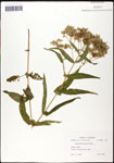 000060617-thumbnail.jpg