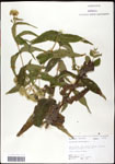 000060618-thumbnail.jpg