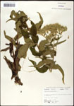 000060619-thumbnail.jpg