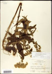 000060625-thumbnail.jpg