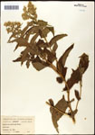 000060626-thumbnail.jpg
