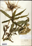 000060629-thumbnail.jpg