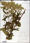 000060631-thumbnail.jpg