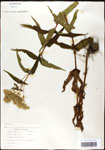 000060632-thumbnail.jpg