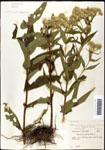 000060633-thumbnail.jpg