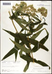 000060634-thumbnail.jpg