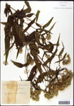 Eupatorium