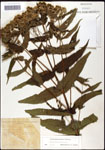 000060636-thumbnail.jpg